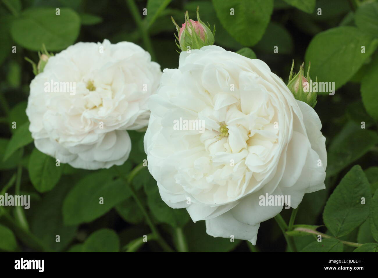 Rosa 'Madame Zoetmans", una vecchia varietà, fragrante, damasco rosa, in piena fioritura in un giardino inglese in giugno, Regno Unito Foto Stock