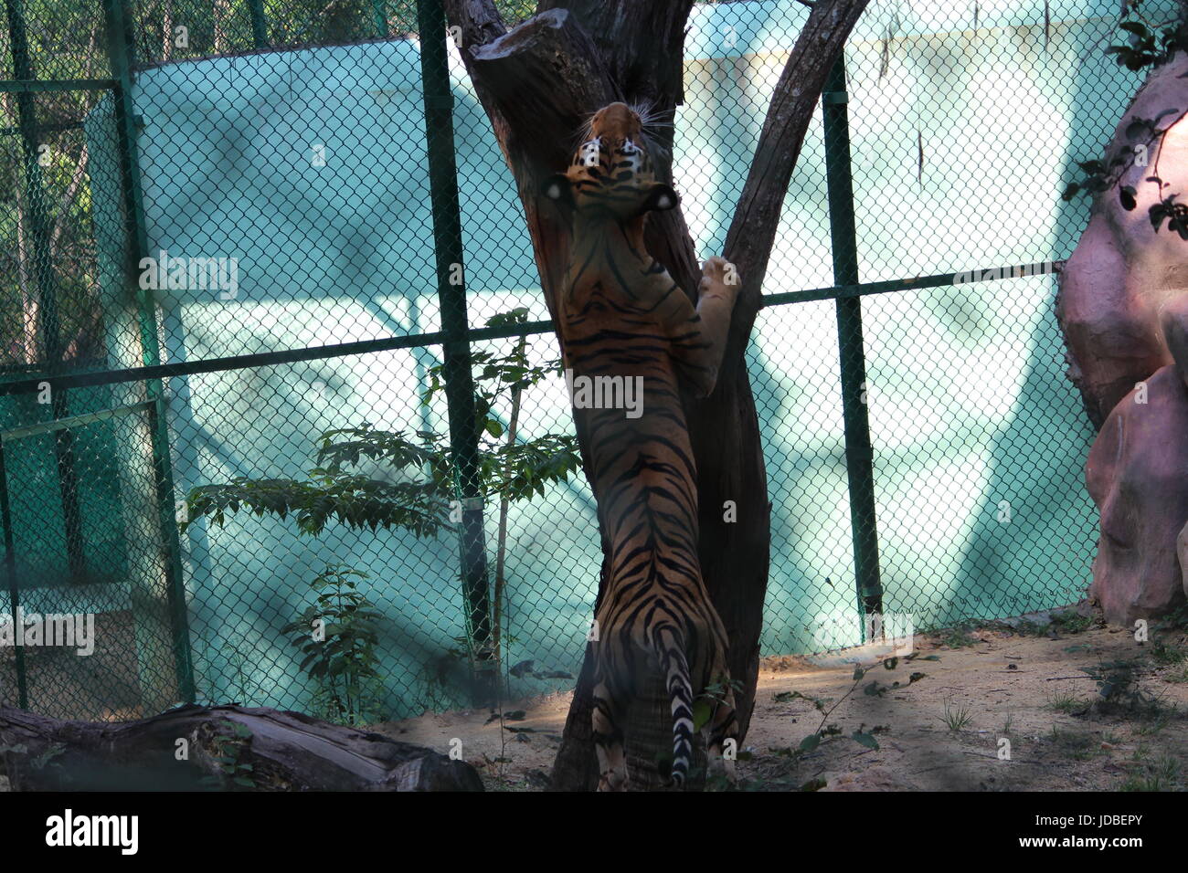 Tiger da Bannerghatta National Park, a Bangalore, in India che mostra la potenza. Foto Stock