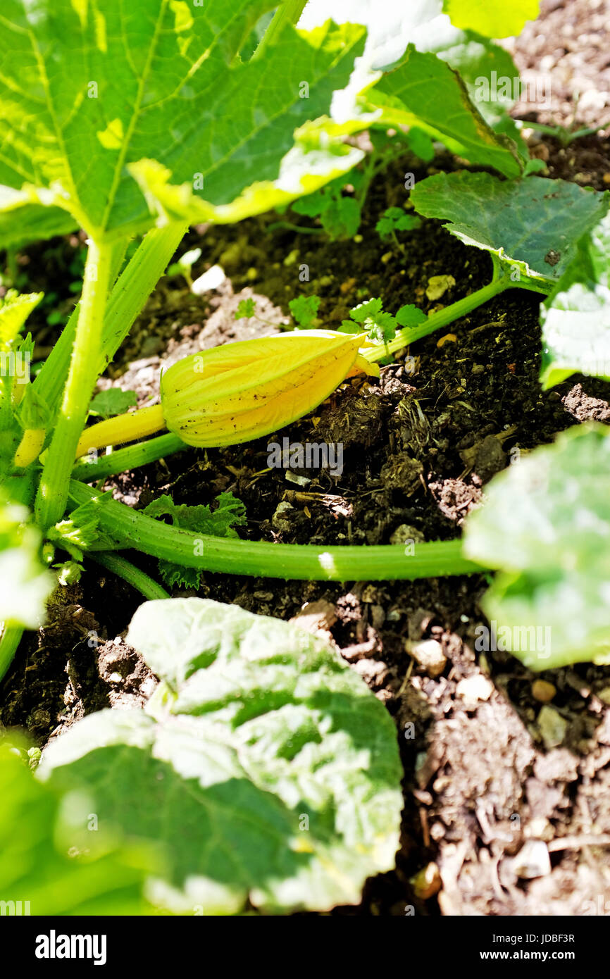 Zucchine essendo cresciuto su un giardino riparto SUSSEX REGNO UNITO Foto Stock