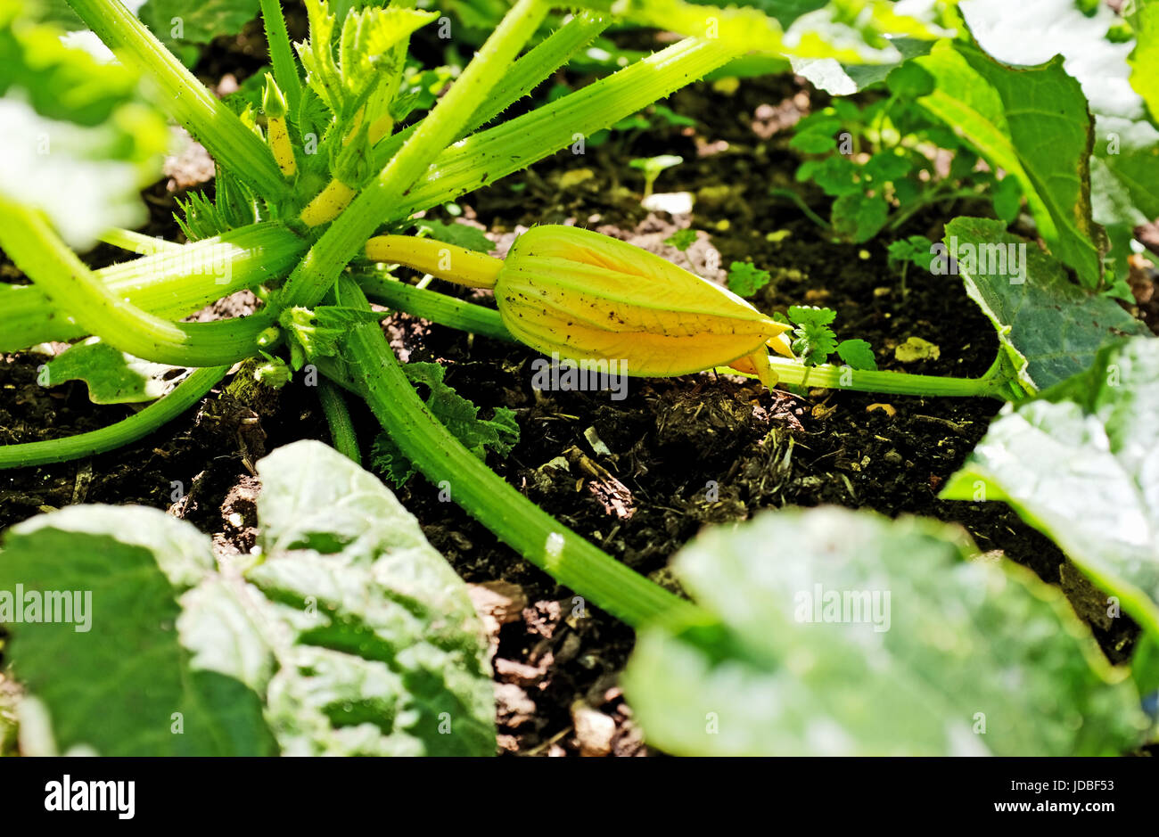 Zucchine essendo cresciuto su un giardino riparto SUSSEX REGNO UNITO Foto Stock