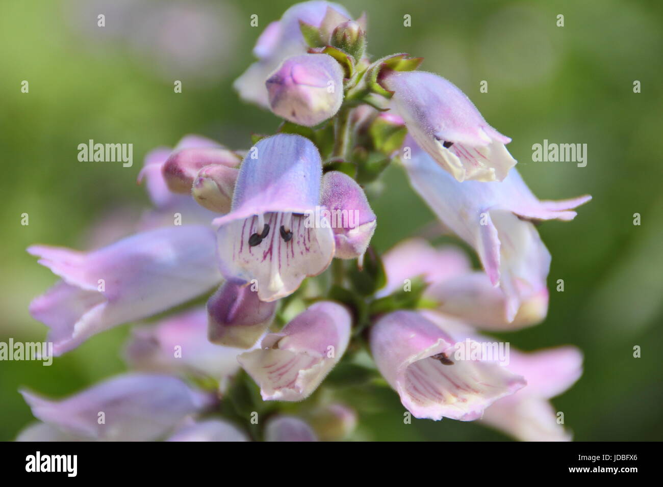 Penstemon 'Pennine viola varietà nane,' Fioritura in estate (giugno) in un giardino inglese, REGNO UNITO Foto Stock