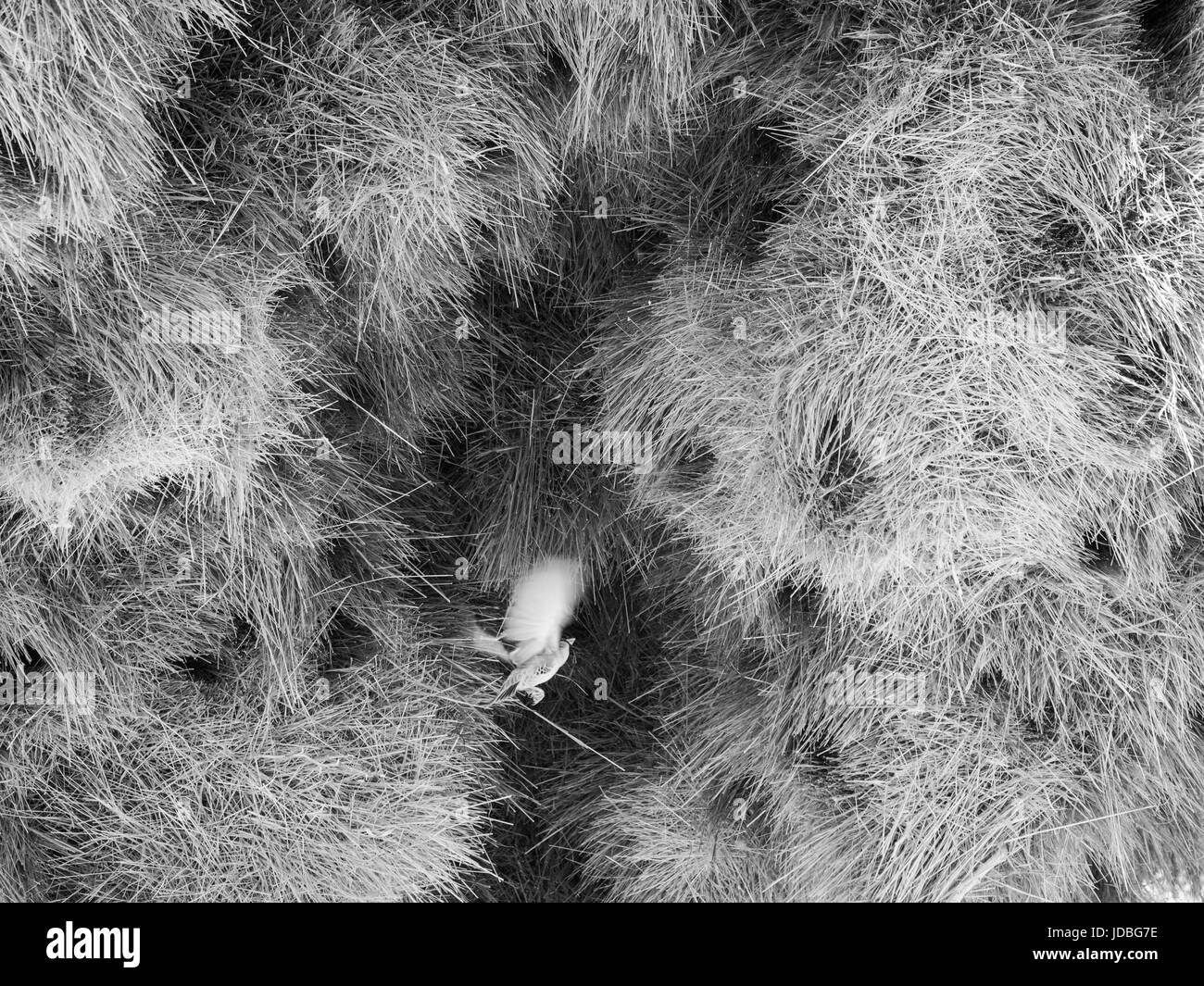 Enorme weaver bird nest in Namibia, Africa. Foto Stock