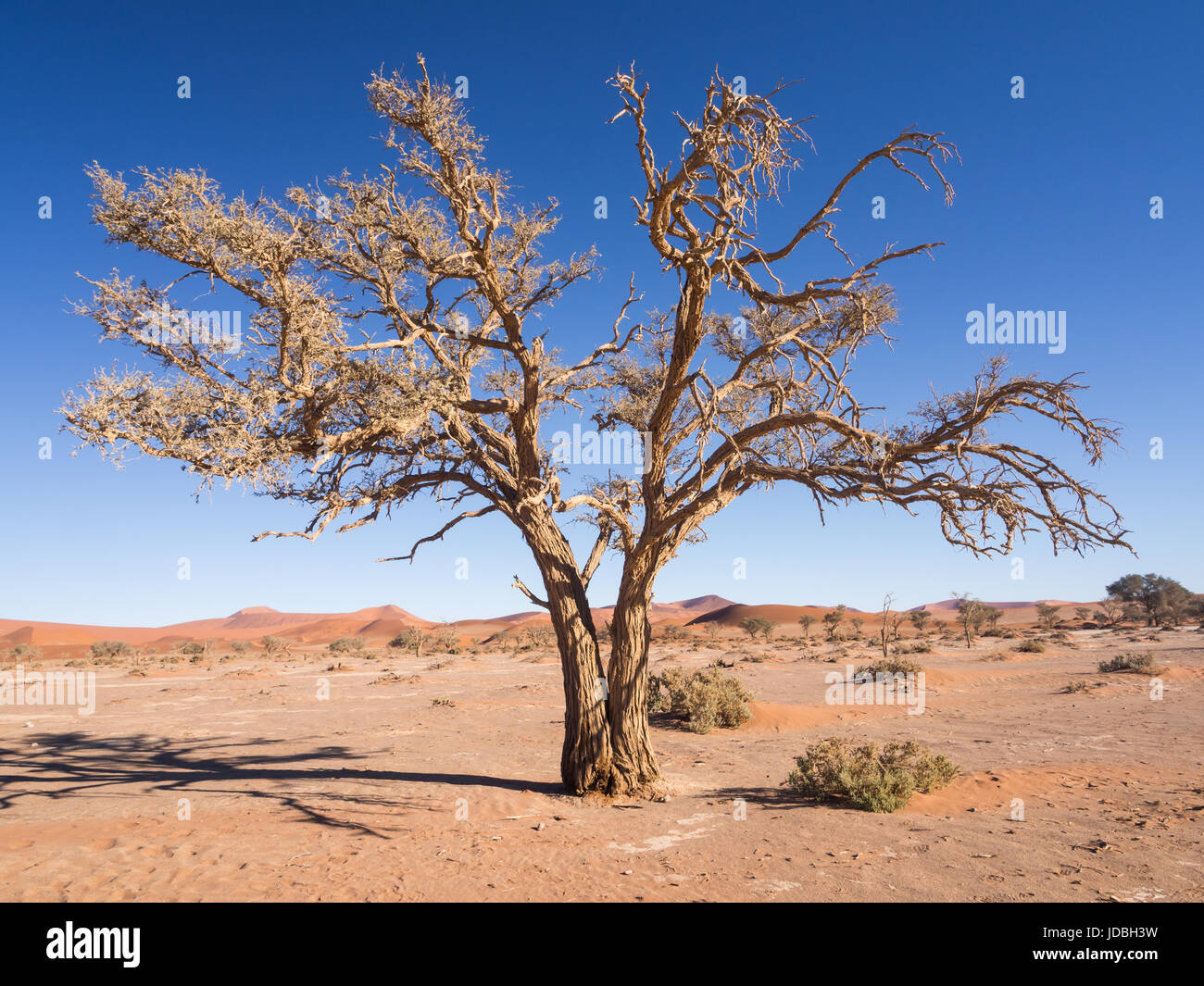 Albero secco sul deserto del Namib, Namibia. Foto Stock