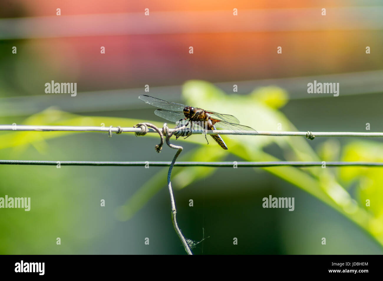 Dettaglio di libellula Libellula Depresa sul filo di recinzione Foto Stock