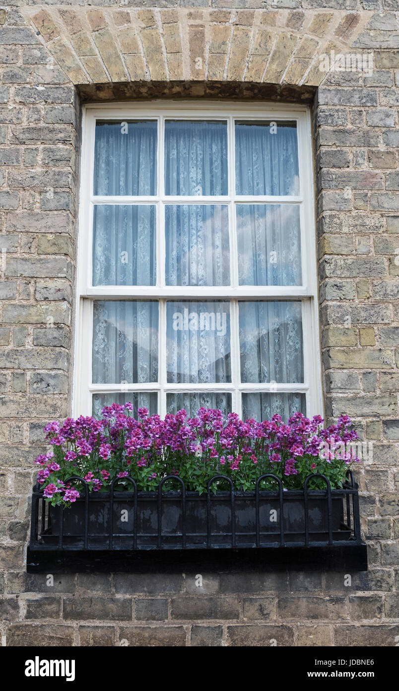 Window box con fiori malva sotto la finestra a ghigliottina Foto Stock
