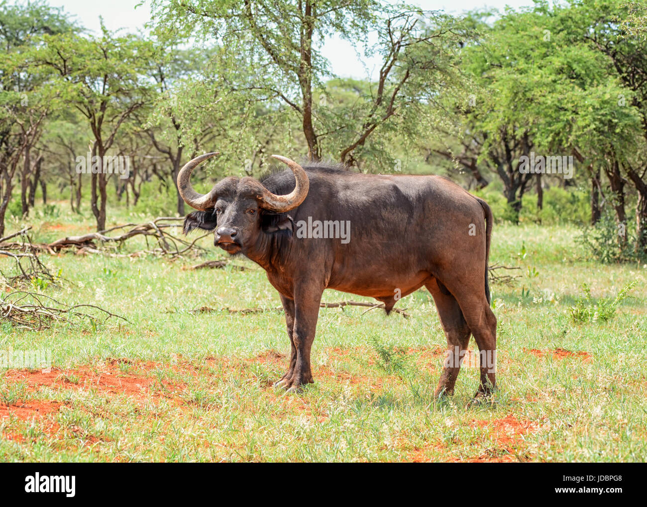 Bufali africani nel sud della savana africana Foto Stock