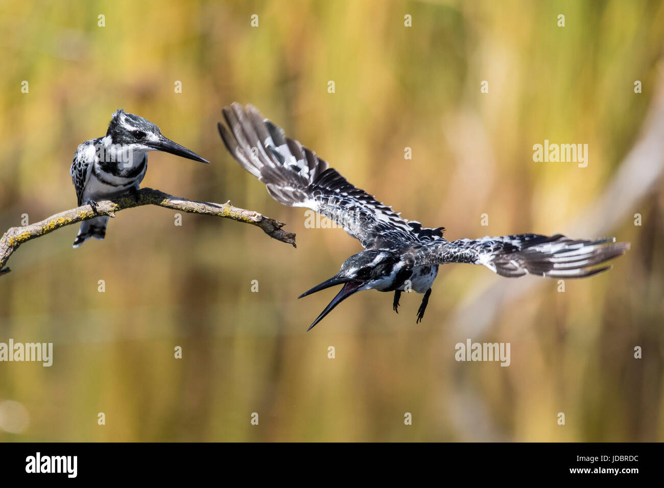 Pied kingfisher, Intaka Island, Cape Town, Sud Africa e Africa Foto Stock