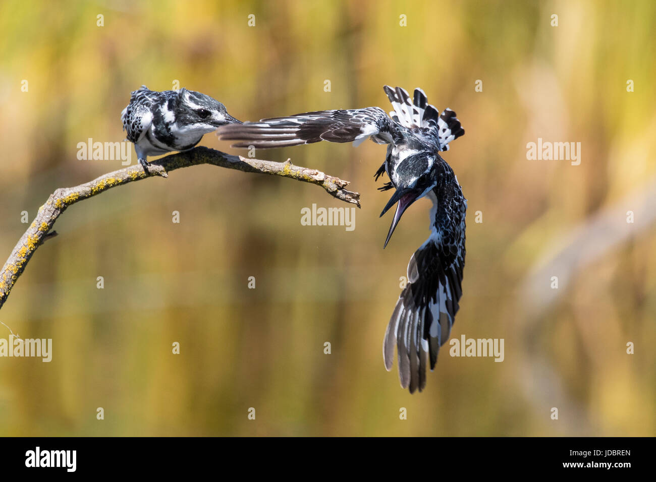 Pied kingfisher, Intaka Island, Cape Town, Sud Africa e Africa Foto Stock