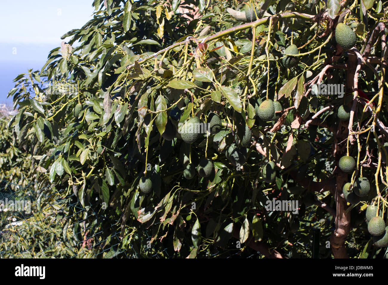 Albero di Avocado picture. Giardino verde con frutta organica Foto Stock