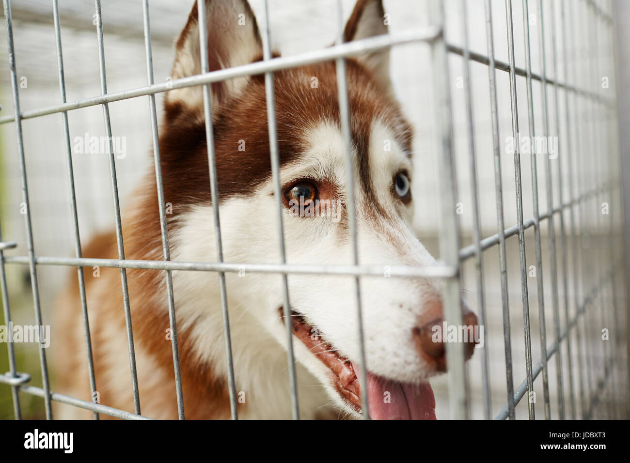 Cane in gabbia Foto Stock