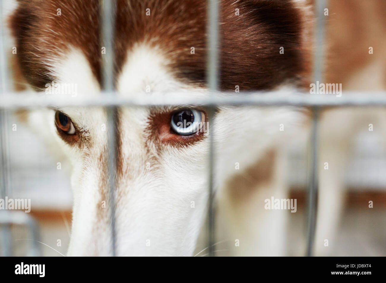 Husky malato Foto Stock