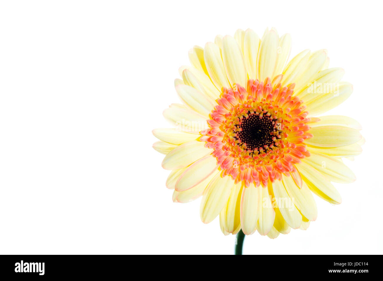 Elevato La chiave gerbera su uno sfondo bianco con spazio di copia Foto Stock