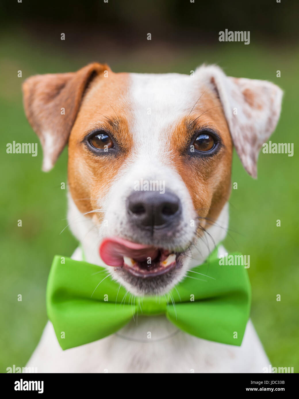 Jack Russell Terrier un cane femmina con una cravatta verde Foto Stock