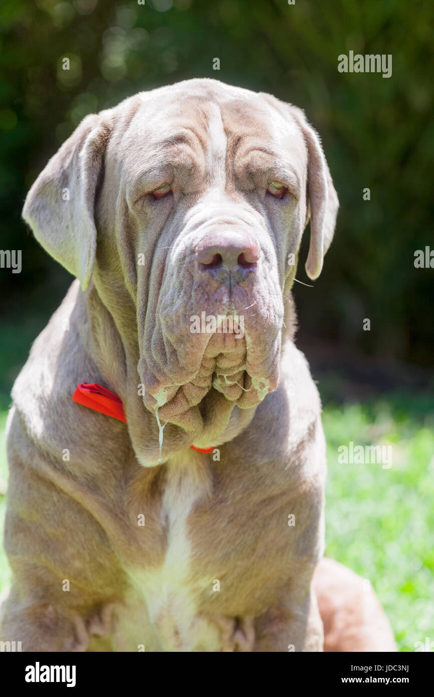 Ritratto di un mastino napoletano cane femmina con una cravatta rossa Foto Stock
