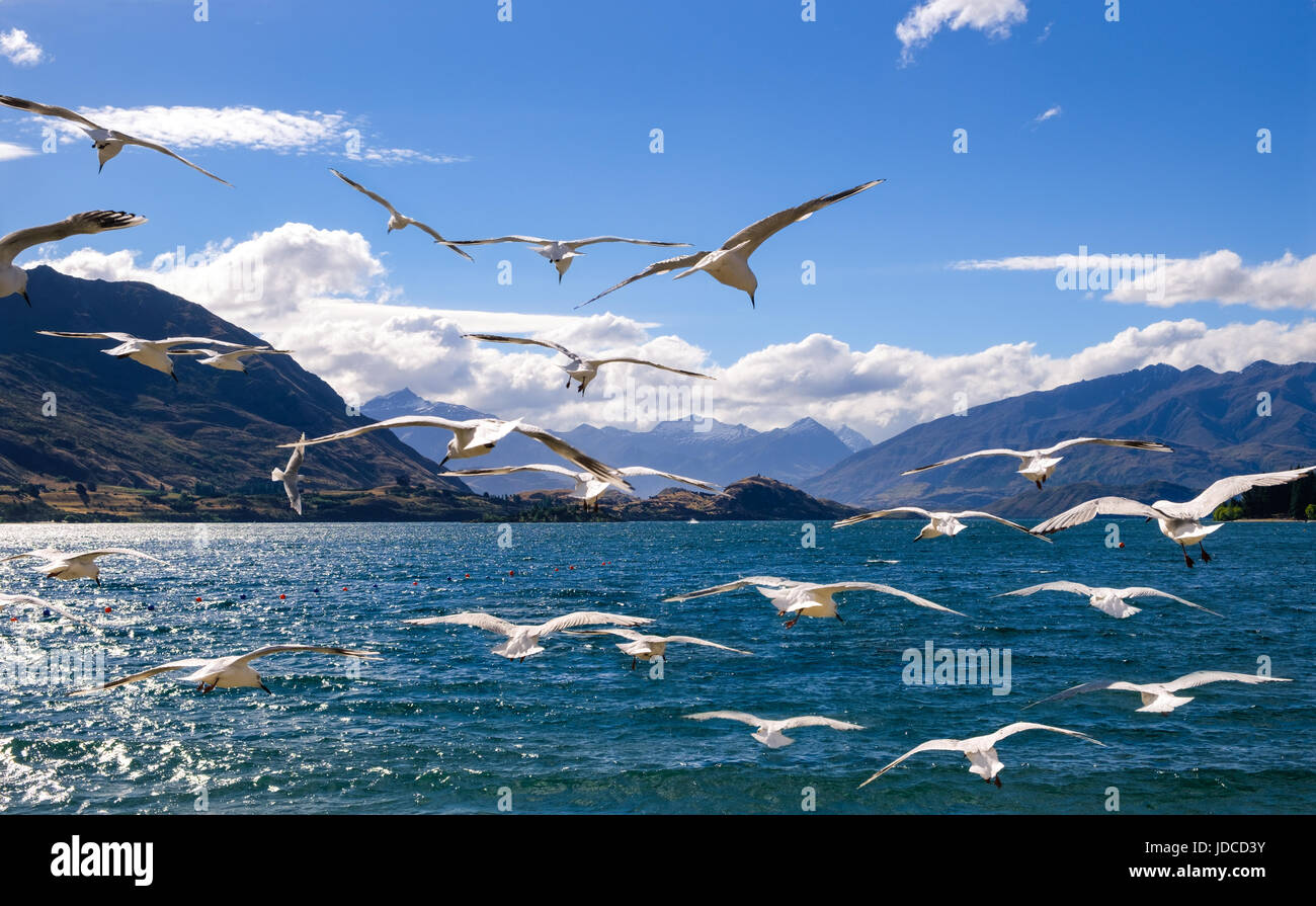 Flying Gregge di gabbiani bianchi con il lago e le montagne sullo sfondo, il lago Wanaka, Nuova Zelanda Foto Stock