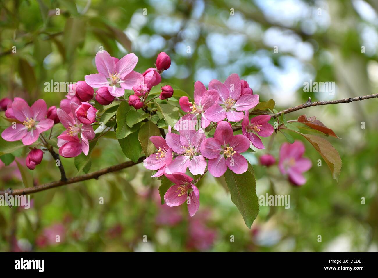Crabapple fiori di colore rosa nella mattina di primavera Foto Stock