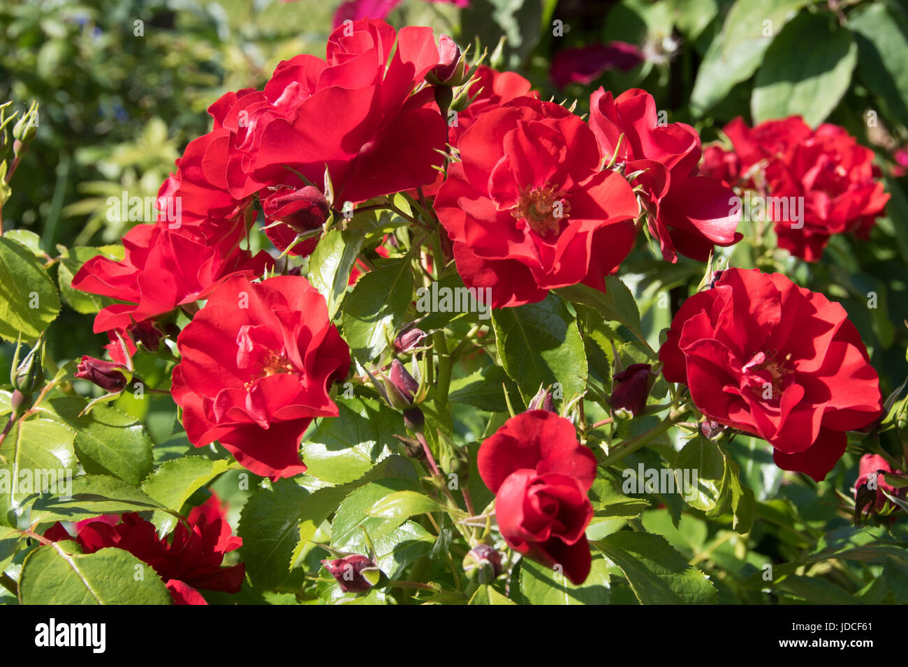 Rosso 'tappeto di fiori' bush rose Foto Stock