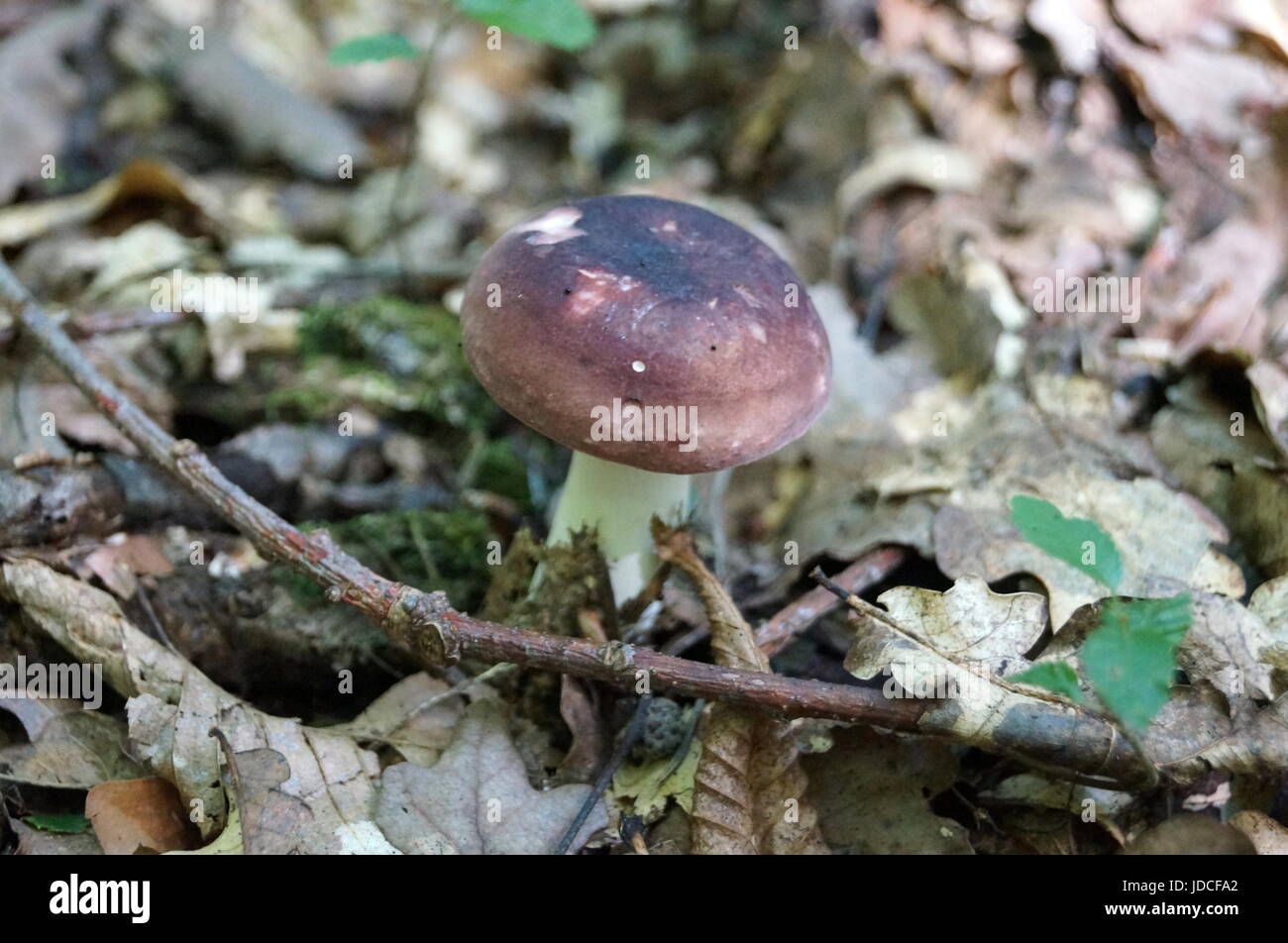 Fungo Russula con una gamba bianco e viola hat cresce nella foresta Foto Stock