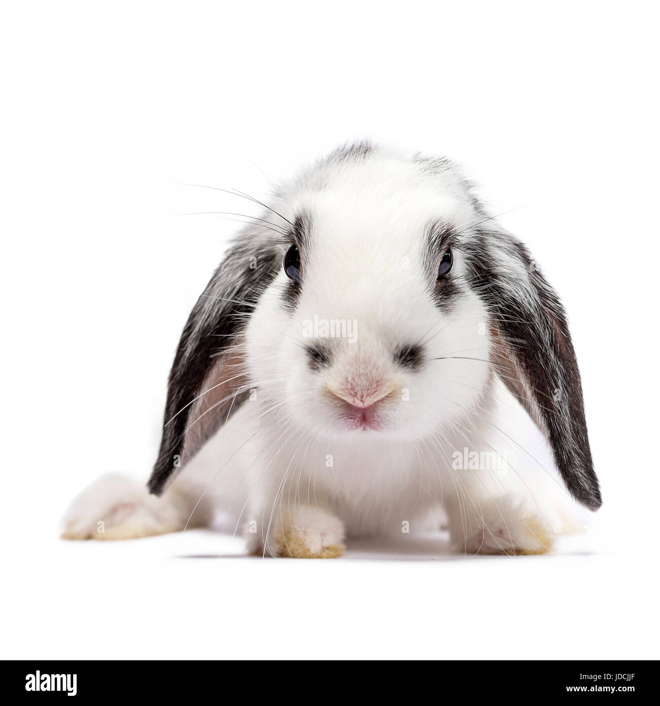 Bianco con il nero baby bunny seduto isolato su sfondo bianco Foto Stock