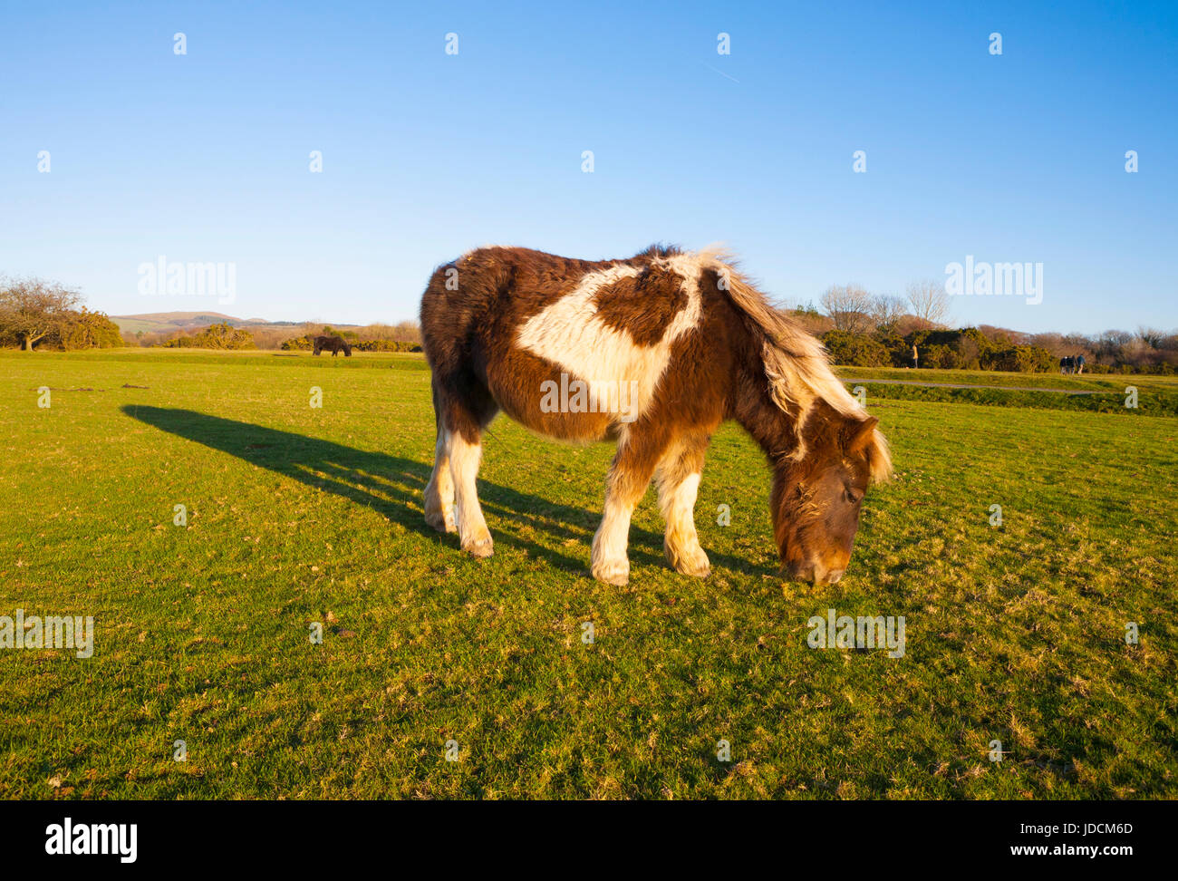 Pony, Parco Nazionale di Dartmoor. Cavallo. Wild Dartmoor Pony back lit pascolo al tramonto mangiare erba. Devon, Inghilterra, Regno Unito Foto Stock