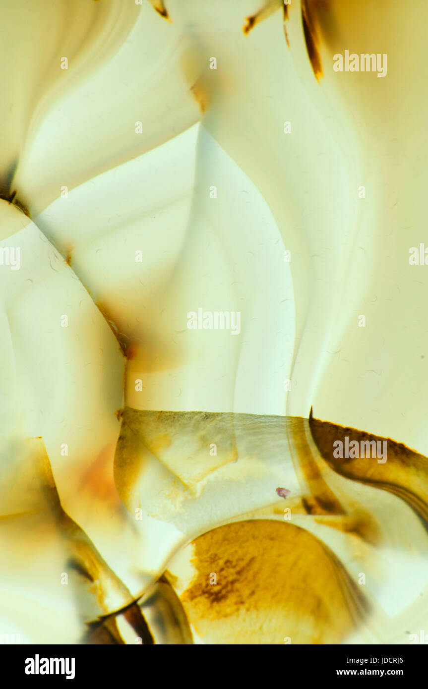 Dettaglio di agata Foto Stock