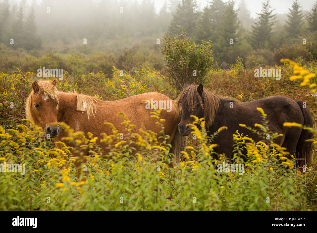 Pony selvatici di Grayson Highlands State Park, Virginia Foto Stock