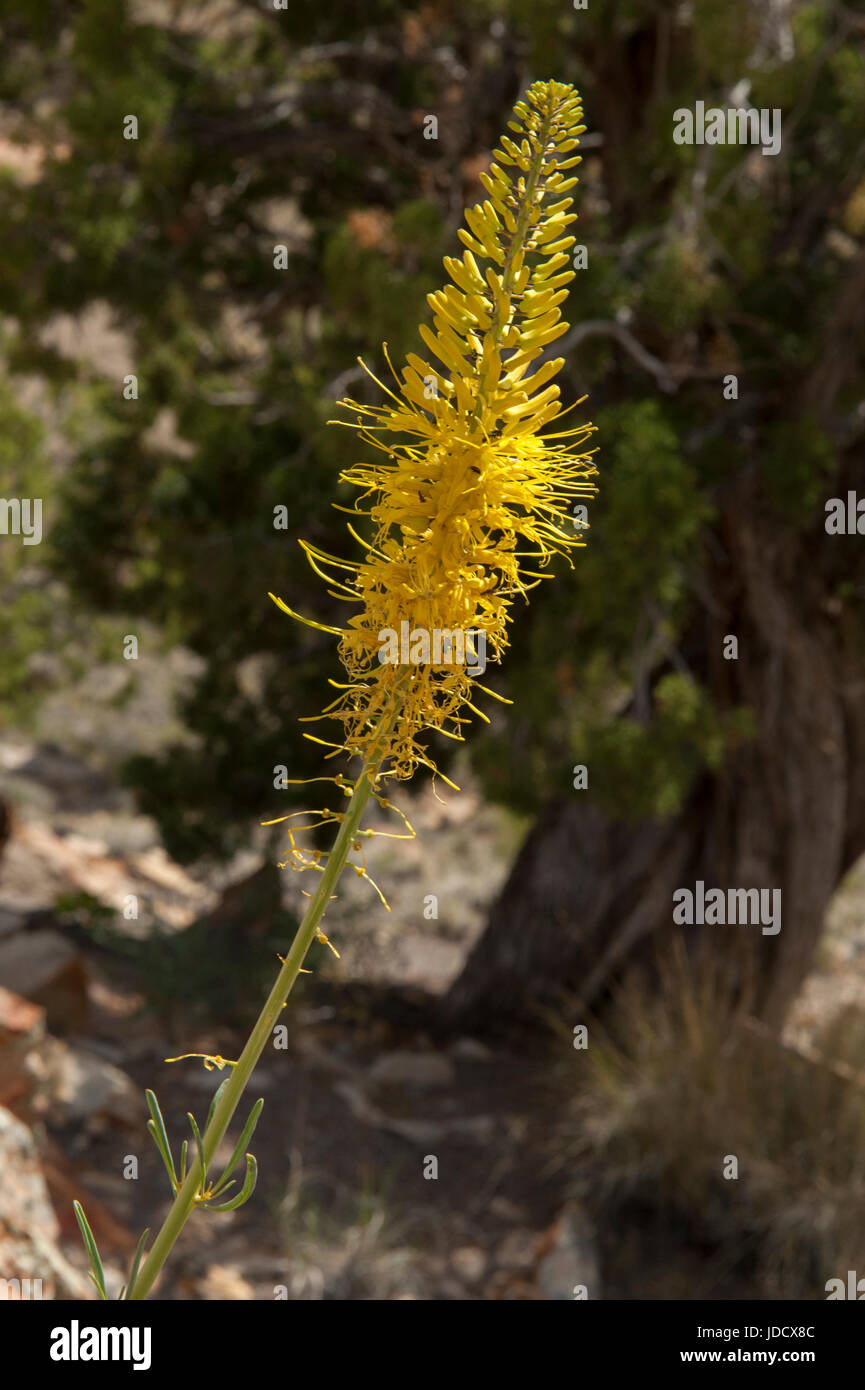 Principe Plume (Stanleya pinnata), una strada comune di fiori selvaggi di Southern Utah Foto Stock