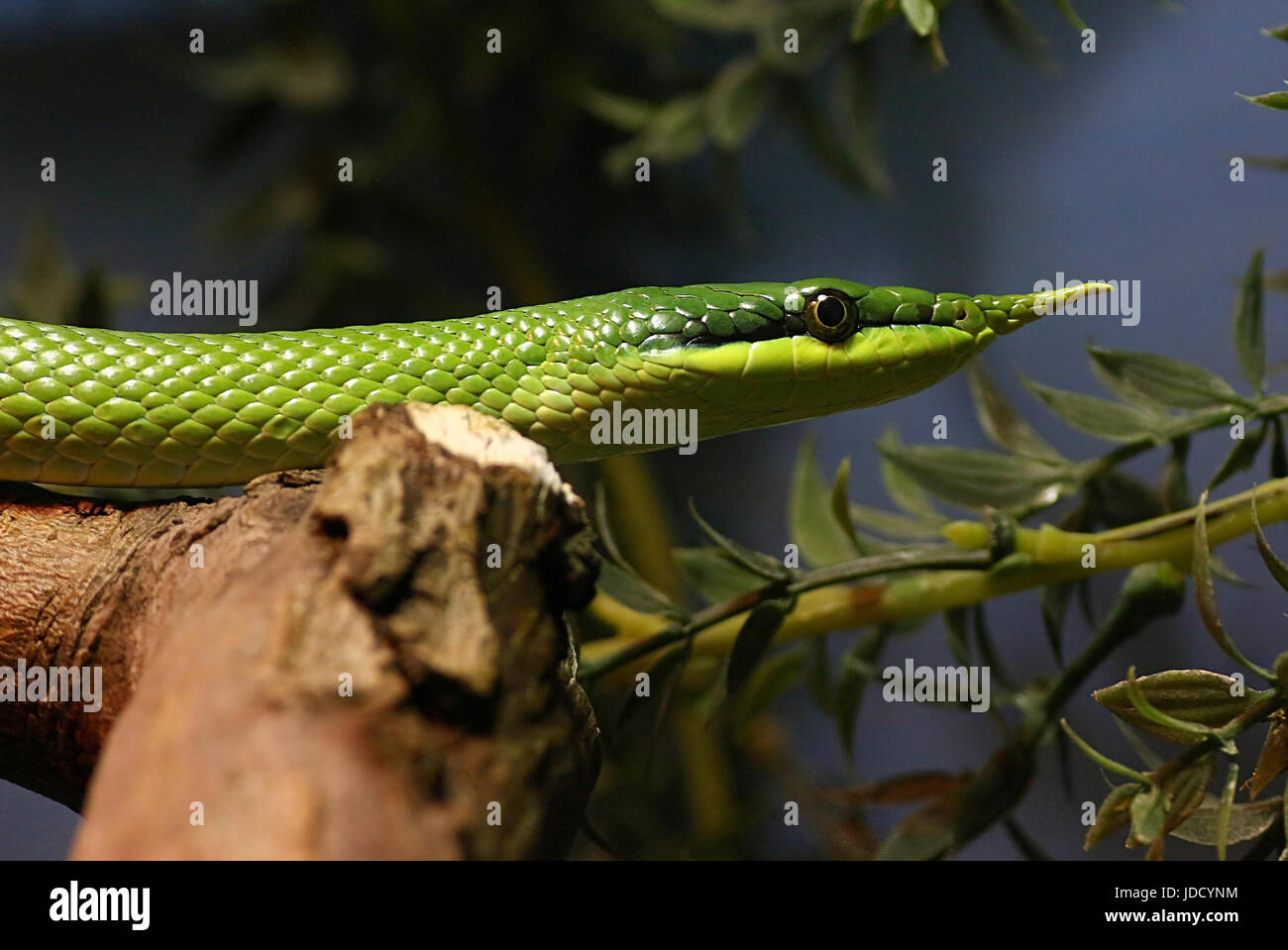 Rinoceronte vietnamita ratsnake o longnose snake (Gonyosoma boulengeri, Rhynchophis boulengeri). Foto Stock