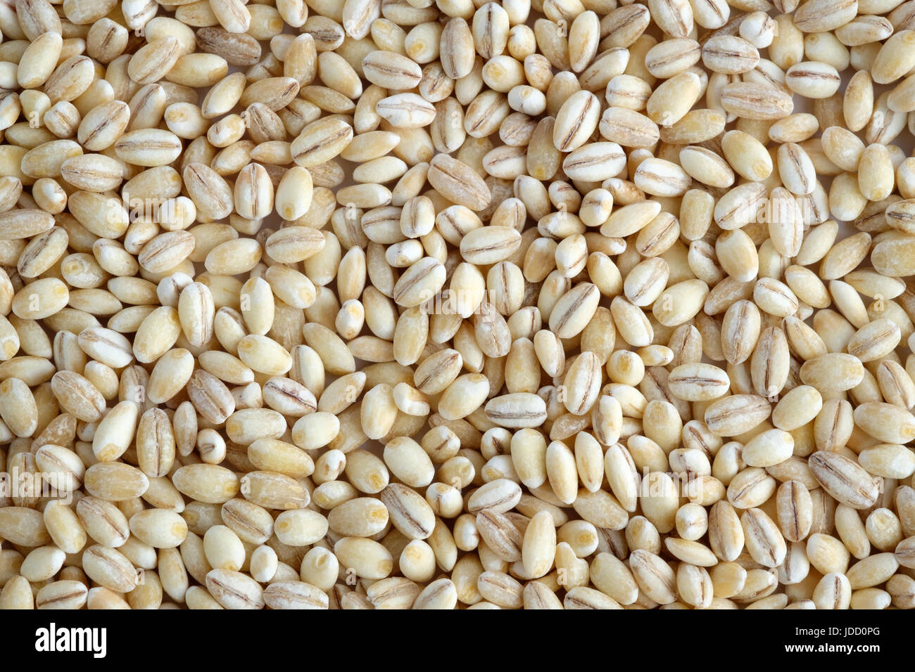 Orzo perlato Foto Stock
