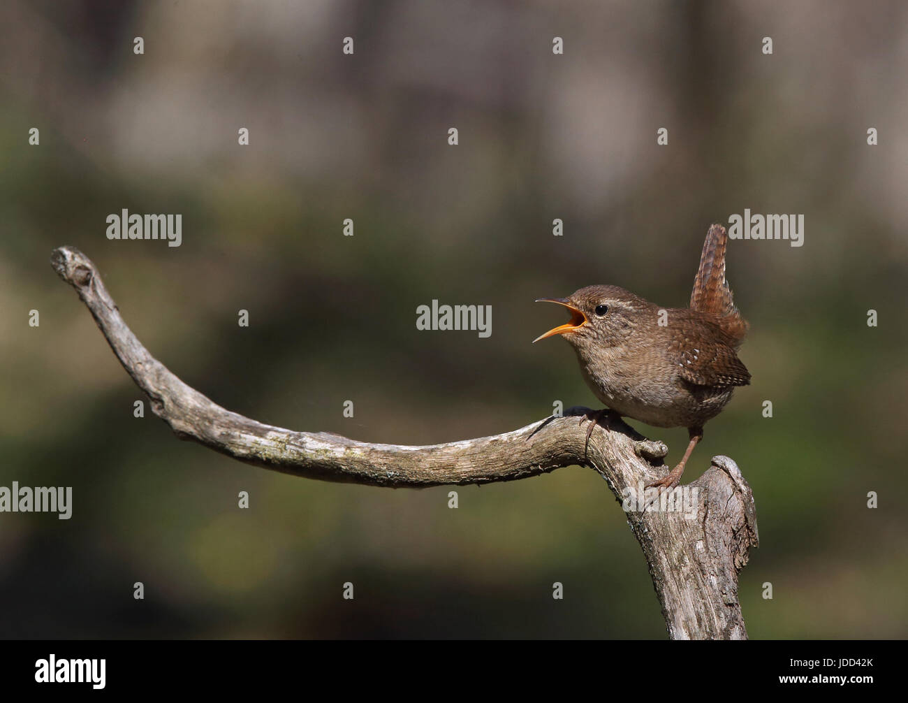 Ren eurasiatico, trogloditi trogloditi cantano dal persico con coda sollevata Foto Stock