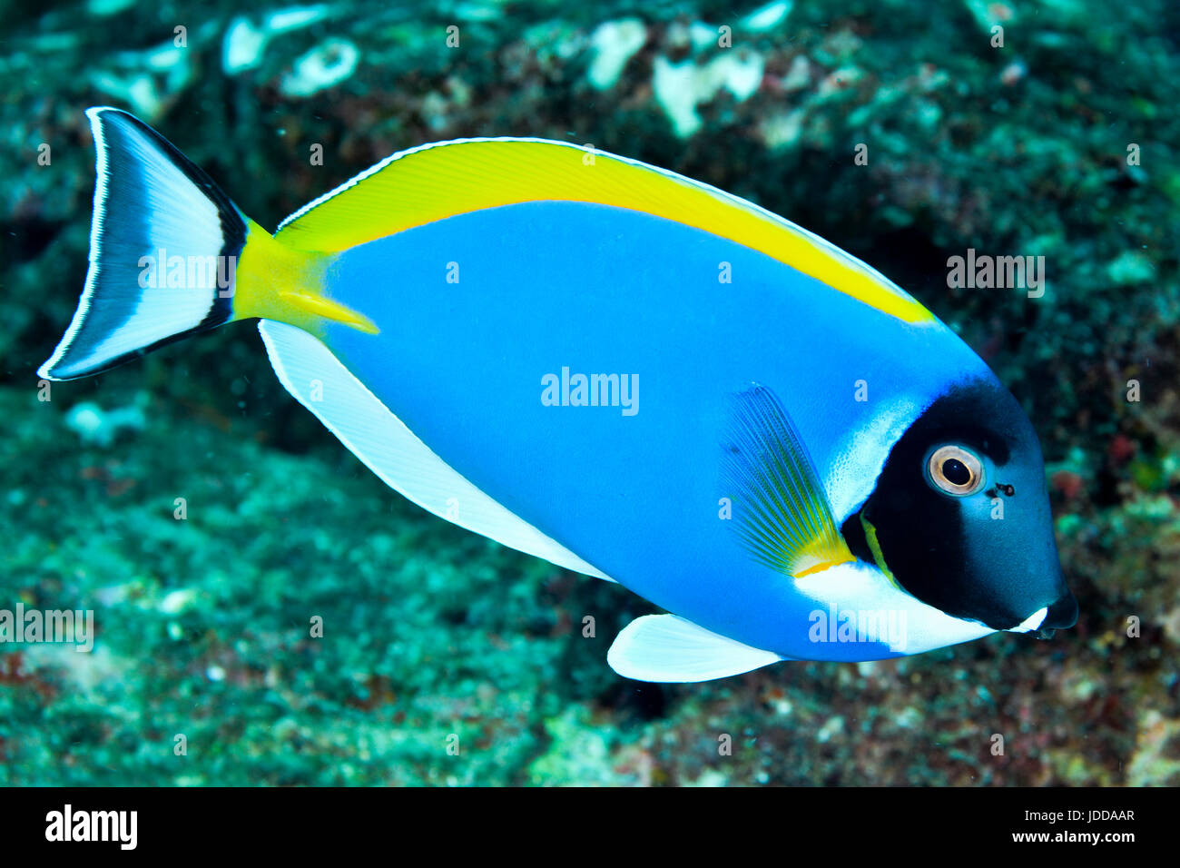 Pesce chirurgo blu in Thailandia Foto Stock