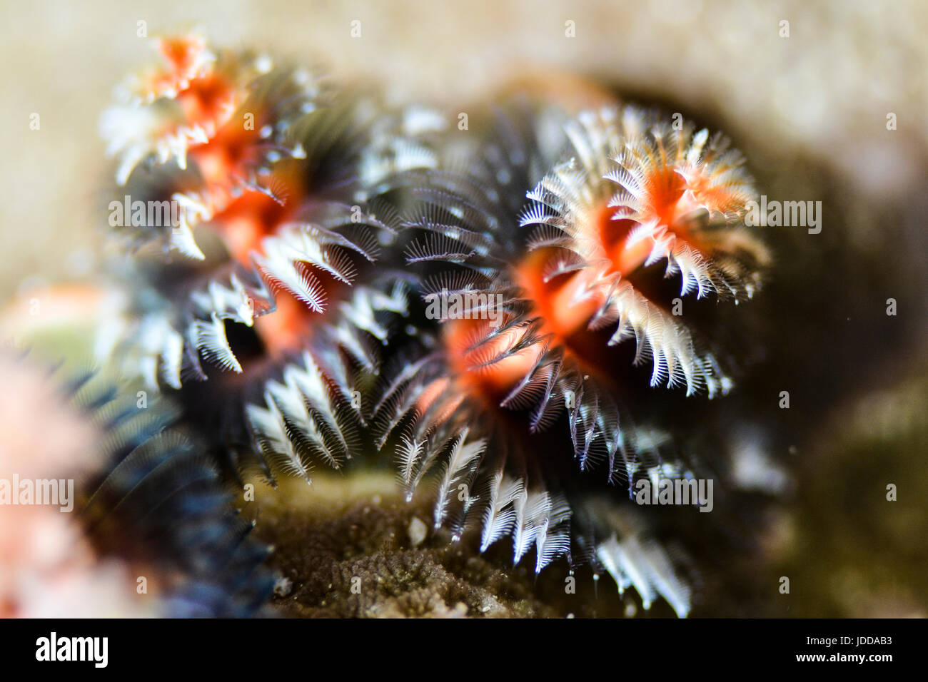 Natale tre Worm in Thailandia Reef Foto Stock