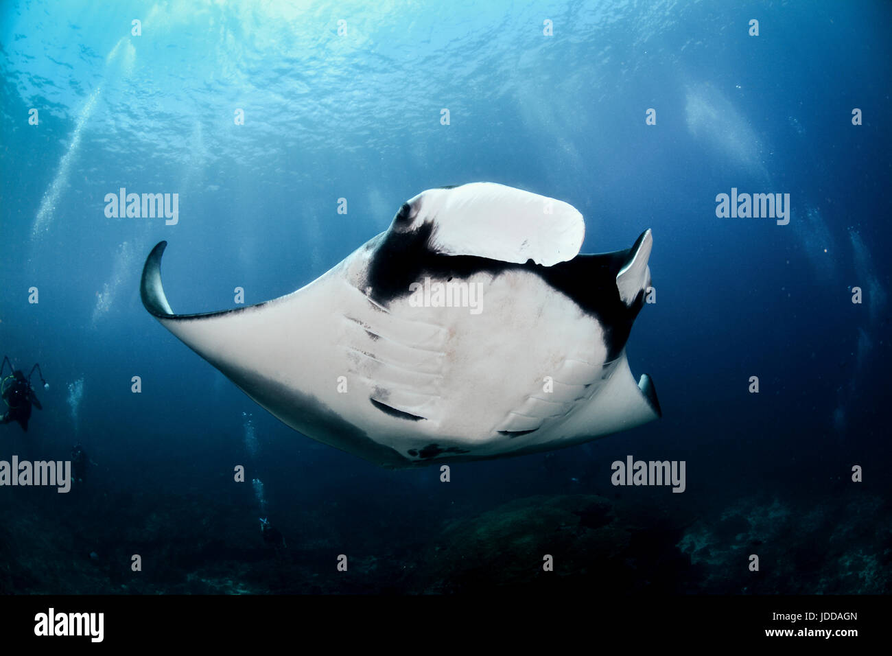 Giant Manta Ray in Koh Bon, Thailandia Foto Stock