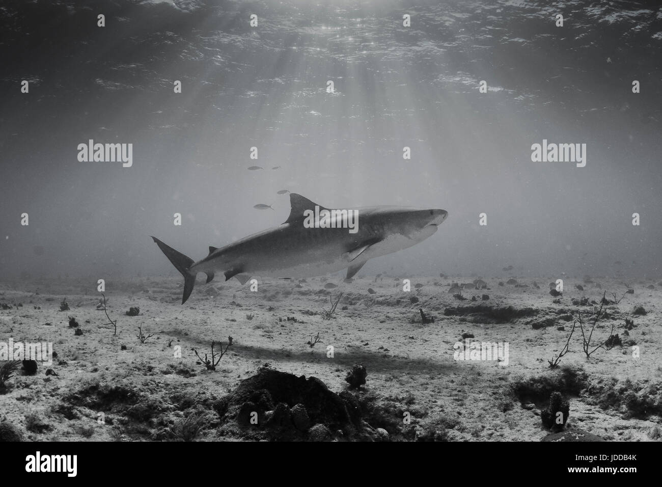 Tiger Shark in bianco e nero con la luce solare Foto Stock