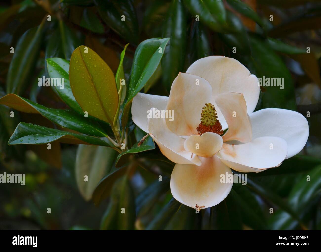 Southern Magnolia (Magnolia grandiflora) di fiori in piena fioritura prese con scuri foglia verde fogliame poco dopo la doccia a pioggia, Atlanta, Georgia Foto Stock