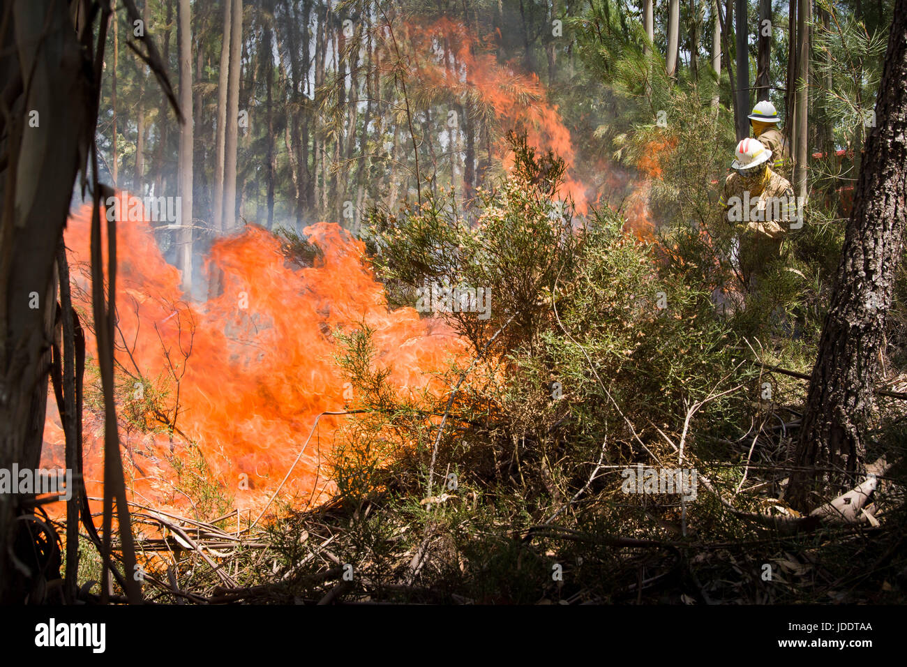 I vigili del fuoco tentativo di spegnere le fiamme in una foresta tra le città di Mega Fondeira e venda da Gaita in Portogallo, 20 giugno 2017. Secondo la polizia, il devastante incendio di foresta - che ha lasciato numerose morti - è stata innescata da un fulmine. Credito: dpa picture alliance/Alamy Live News Foto Stock