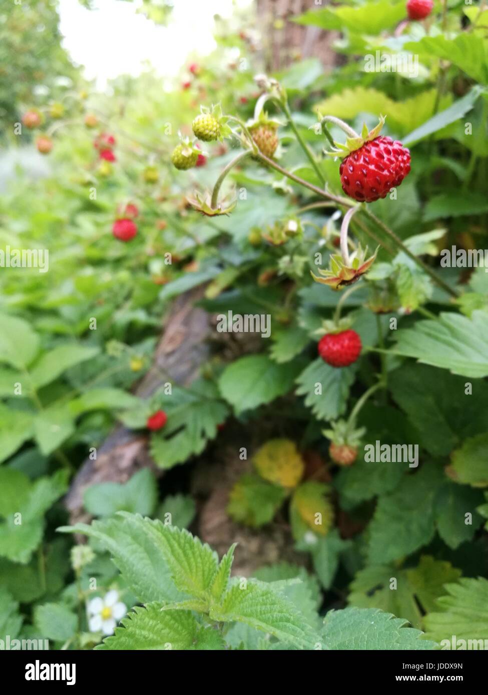 Tiny fragole Foto Stock