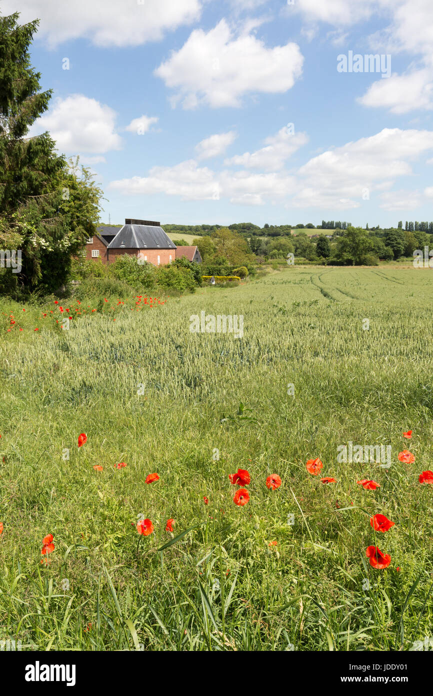 Campagna britannica in estate - papaveri in un campo in Chartham, Stour Valley, Kent England Regno Unito Foto Stock