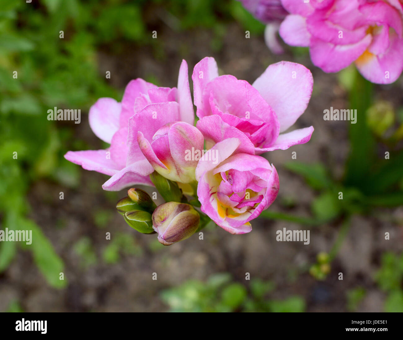 Testa di fiori di un rosa fresia con doppie aperte fiori e boccioli non aperti, crescendo in un giardino Foto Stock