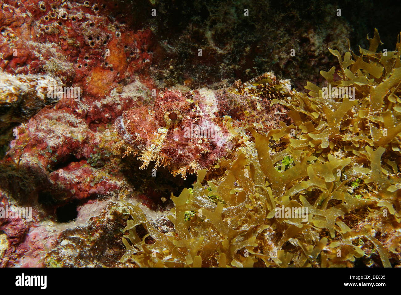 Pesce tropicale testa di scorfani di Papua, Scorpaenopsis papuensis, subacquea mimetizzato nella barriera corallina, Bora Bora, oceano pacifico, Polinesia Francese Foto Stock