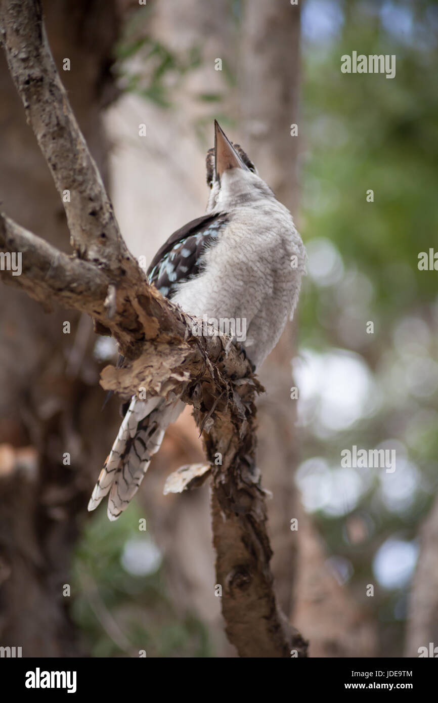 Close-up di kooraburra appollaiato su un ramo di albero, Fraser Island, in Australia Foto Stock