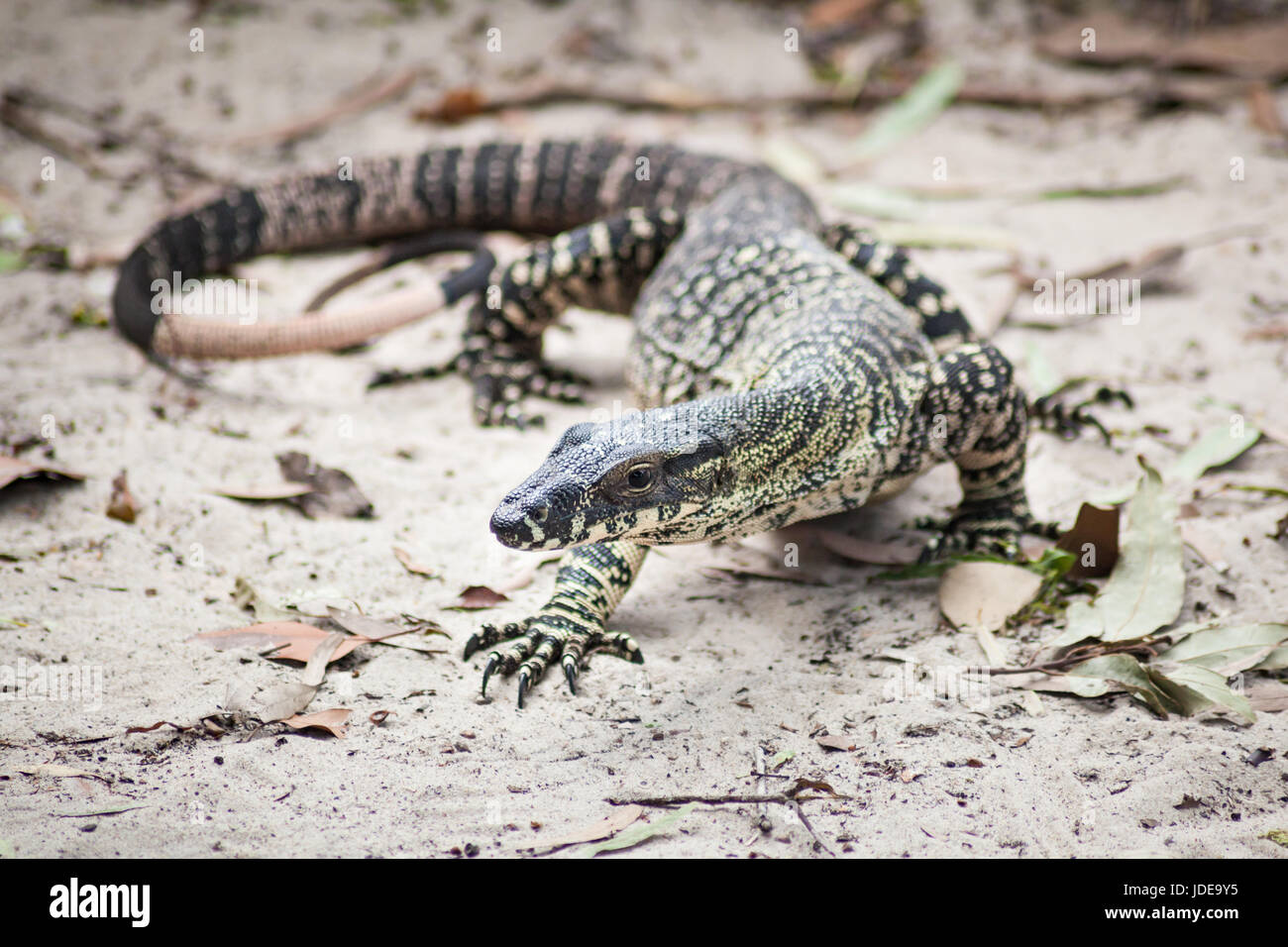 Close-up di sabbia goana Fraser Island, in Australia Foto Stock