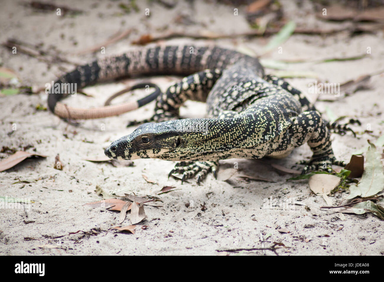 Close-up di sabbia goana Fraser Island, in Australia Foto Stock