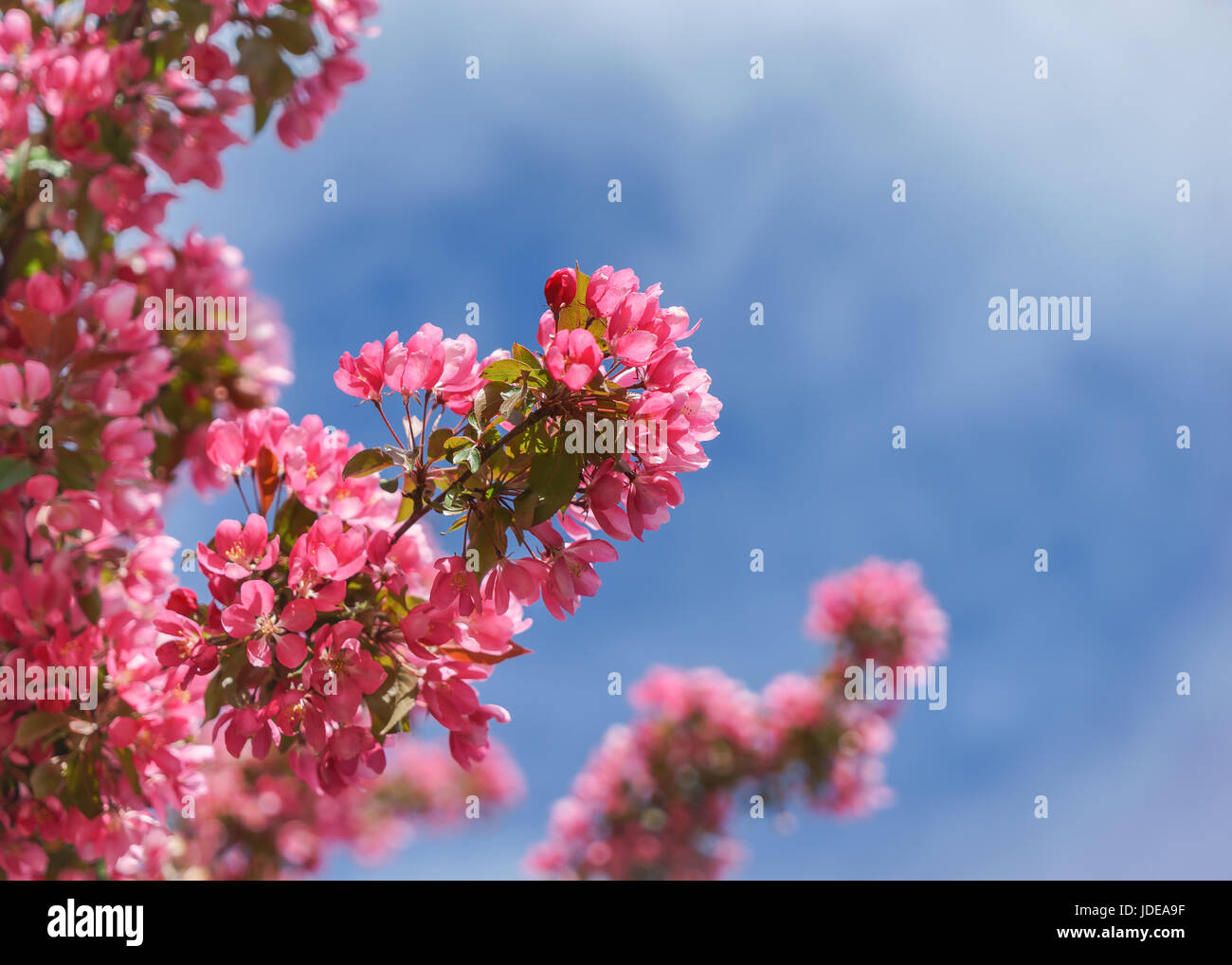 Fiori di un granchio melo contro un cielo blu. Foto Stock