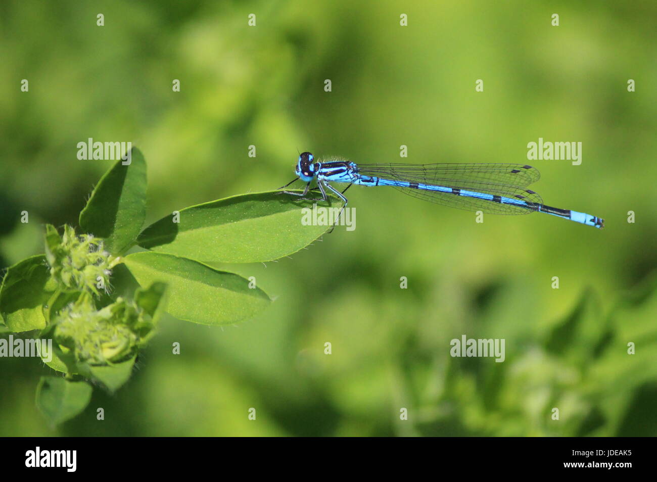 Comune maschio blu damselfly appollaiato sul bordo del verde brillante con foglie di colore verde brillante background frondosi Foto Stock
