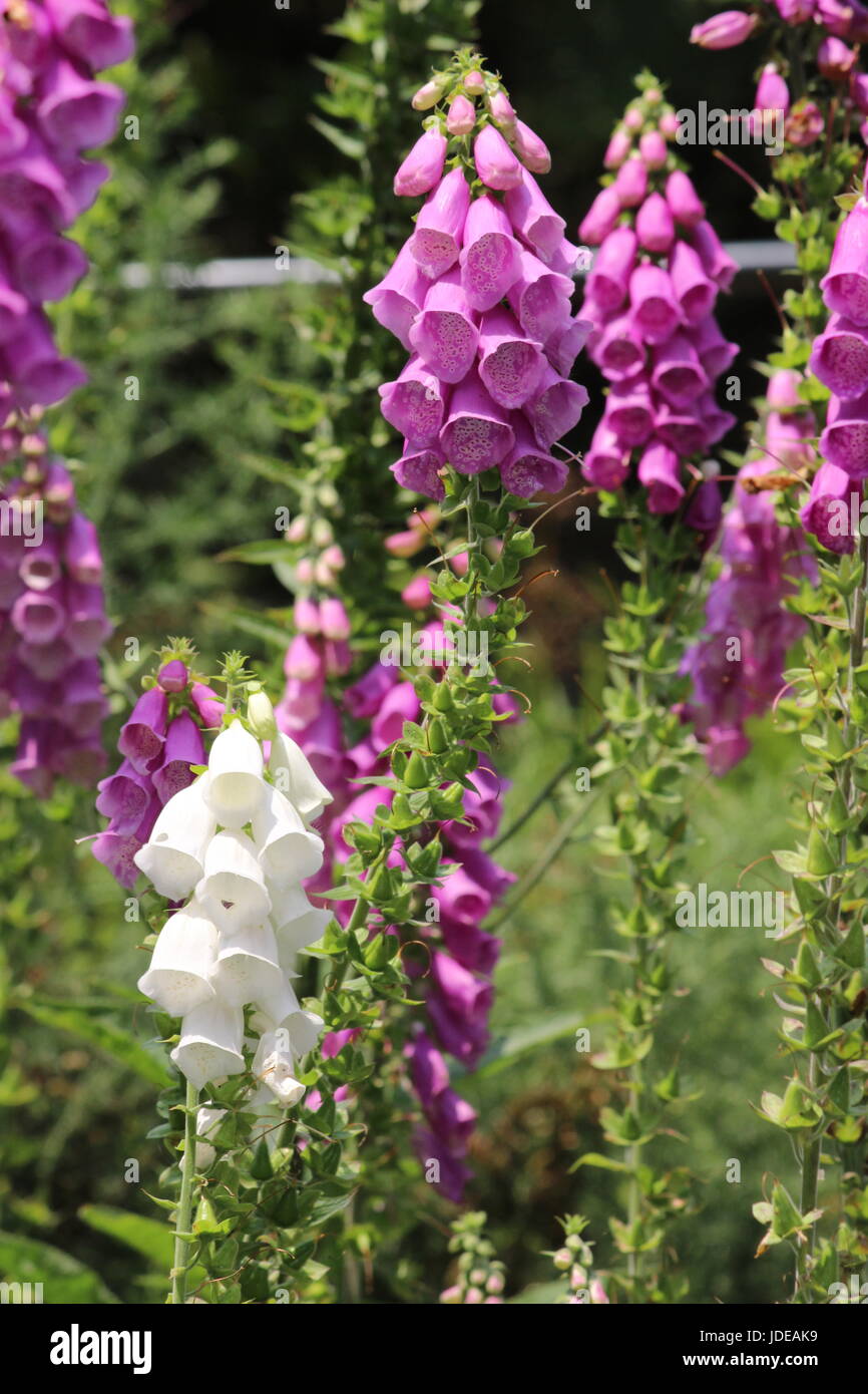 Viola foxgloves con uno bianco foxglove nella parte anteriore Foto Stock