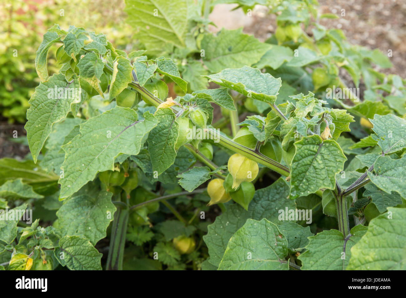 La zia Molly è massa crescente di ciliege in Issaquah, Washington, Stati Uniti d'America. Foto Stock