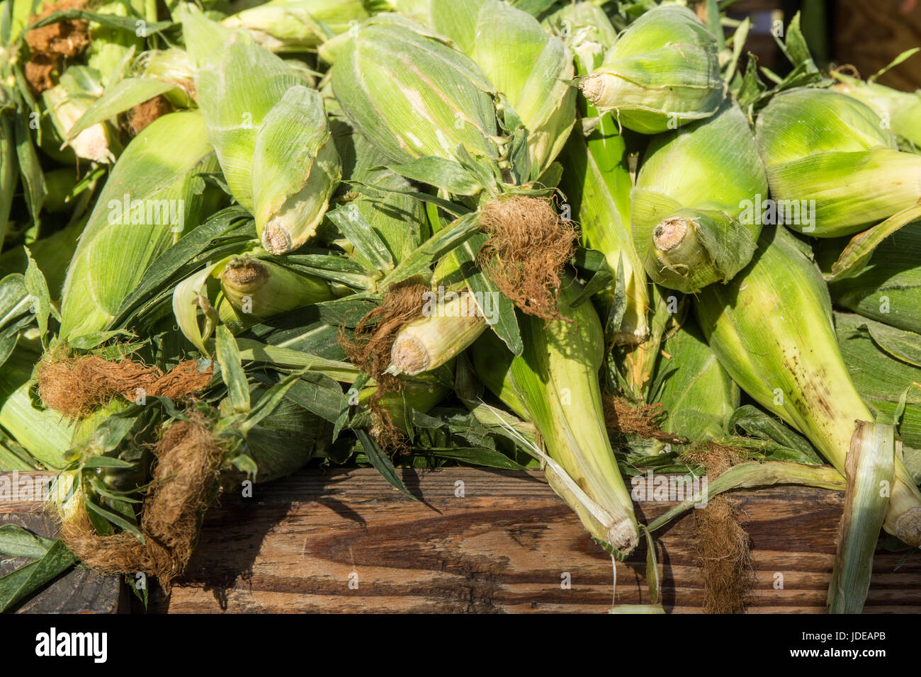 Pila di mais dolce per la vendita in un mercato degli agricoltori in Issaquah, Washington, Stati Uniti d'America Foto Stock