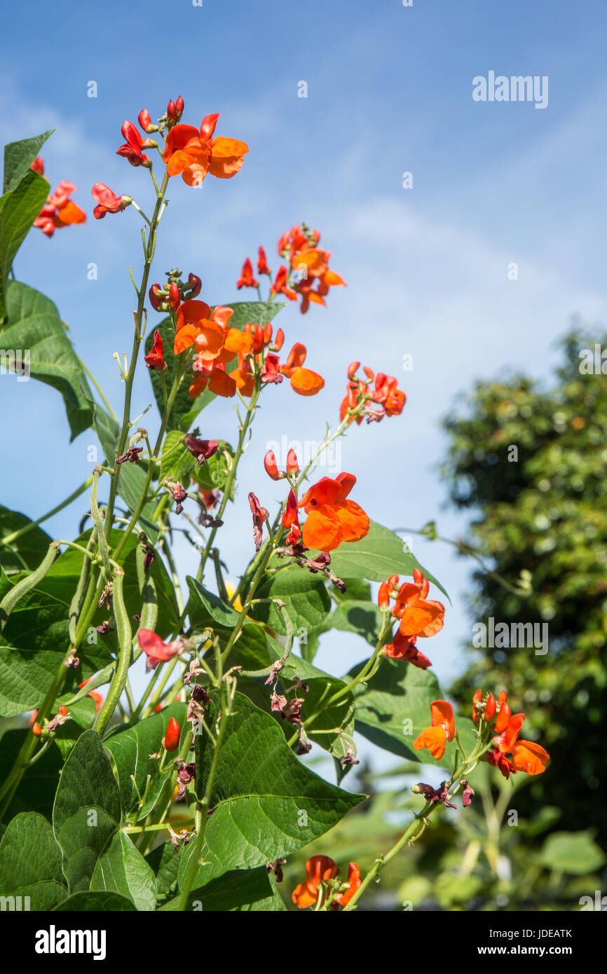 Scarlet Runner pole i fagioli con la fioritura, in Issaquah, Washington, Stati Uniti d'America Foto Stock