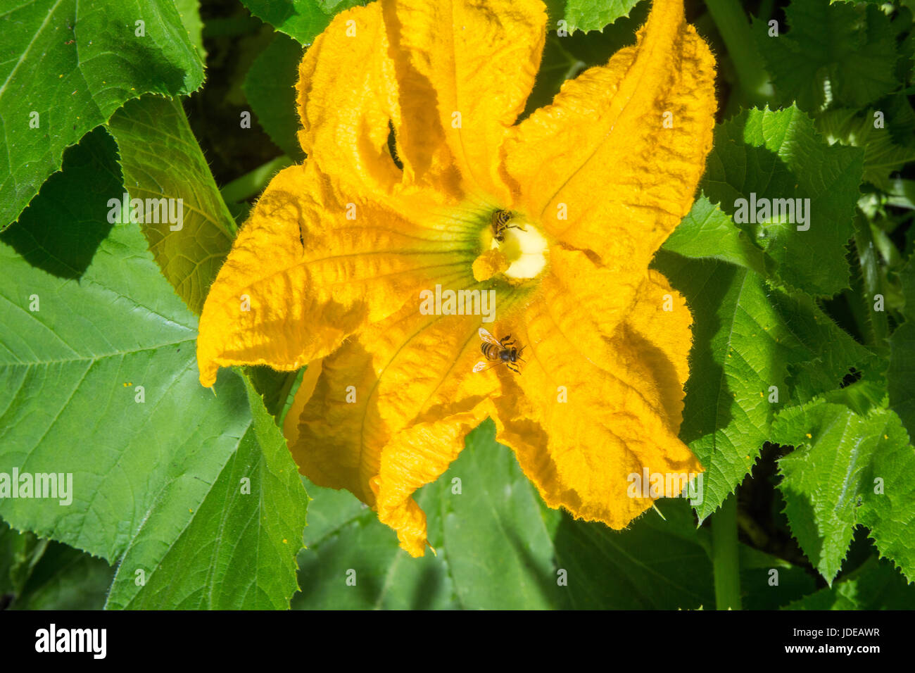 Honeybees impollinare un fiore di zucca in Issaquah, Washington, Stati Uniti d'America Foto Stock